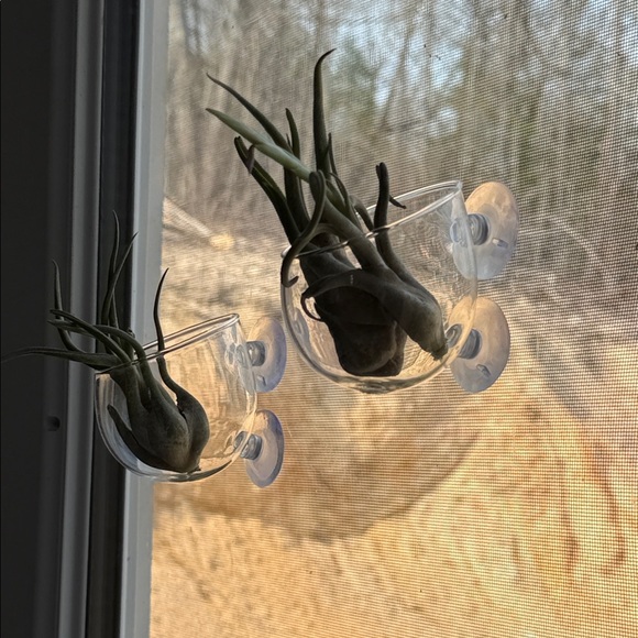 Other - Air Plant/small plants Suction Cup Glass Planter - Clear